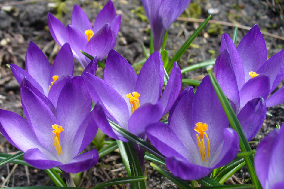 crocus image